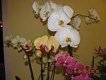     
: IMG_6789.jpg
: 25
:	111.4 
ID:	4119131