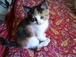     
: DSC00380.jpg
: 31
:	109.8 
ID:	412535