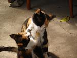     
: DSC01232.jpg
: 39
:	71.4 
ID:	412552