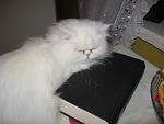    
: Picture 013.jpg
: 37
:	53.5 
ID:	412627