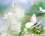     
: 59486505_7881769_Babochki1.jpg
: 7
:	40.8 
ID:	4131213