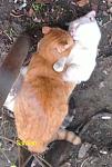     
: Kats.jpg
: 48
:	32.5 
ID:	4132416