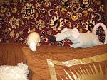     
: IMG_2020.jpg
: 36
:	216.6 
ID:	4134184