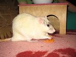     
: IMG_2033.jpg
: 32
:	126.8 
ID:	4134199