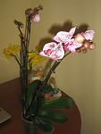     
: IMG_3164.jpg
: 52
:	66.4 
ID:	4134397