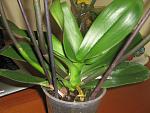     
: IMG_3162.jpg
: 42
:	115.9 
ID:	4134399