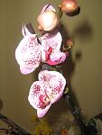     
: IMG_3165.jpg
: 36
:	67.1 
ID:	4134401