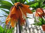     
: IMG_0888.jpg
: 13
:	67.7 
ID:	4139827