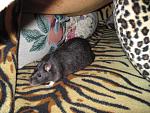     
: IMG_2539.JPG
: 30
:	154.7 
ID:	4145474