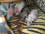     
: IMG_2543.JPG
: 23
:	148.4 
ID:	4145484