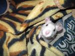     
: IMG_2549.JPG
: 18
:	99.4 
ID:	4145555