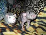     
: IMG_2560.JPG
: 22
:	105.8 
ID:	4145567