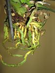     
: IMG_3169.jpg
: 39
:	97.2 
ID:	4164690