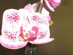     
: IMG_3172.jpg
: 33
:	77.4 
ID:	4164719