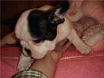     
: e8b6c4022d26.jpg
: 18
:	40.2 
ID:	419464
