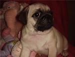     
: 8c9f7fc35cb5.jpg
: 69
:	36.2 
ID:	419528