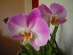     
: P1060349С.jpg
: 35
:	42.8 
ID:	4209354
