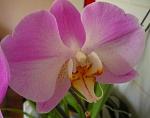    
: P1060351С.jpg
: 33
:	35.2 
ID:	4209355