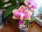     
: DSC02610.jpg
: 31
:	110.1 
ID:	4211846