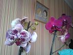     
: Фото-0554.jpg
: 42
:	117.0 
ID:	4211887