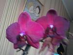     
: Фото-0553.jpg
: 32
:	101.8 
ID:	4211888