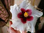     
: Beau vie 020512.jpg
: 22
:	64.4 
ID:	4216041