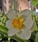     
: daffodil.jpg
: 9
:	56.2 
ID:	4216082