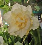     
: daffodil1.jpg
: 9
:	57.0 
ID:	4216086