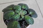     
: IMG_7696.jpg
: 59
:	66.5 
ID:	4216560