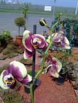     
: 02052012807.jpg
: 36
:	99.6 
ID:	4218199
