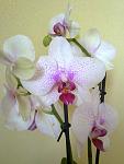     
: 01052012800.jpg
: 32
:	80.2 
ID:	4218206