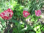     
: IMG_1083.jpg
: 9
:	57.6 
ID:	4230750