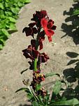     
: IMG_1091.jpg
: 12
:	48.7 
ID:	4230769