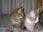     
: SDC10450.jpg
: 36
:	134.4 
ID:	4231394