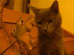    
: кошки2.jpg
: 36
:	25.4 
ID:	4233218