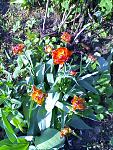     
: IMG10011.jpg
: 22
:	208.6 
ID:	4242202