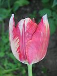     
: IMG_1132.jpg
: 6
:	33.5 
ID:	4242679