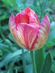     
: IMG_1138.jpg
: 2
:	34.6 
ID:	4242687