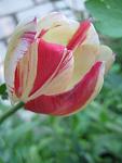     
: IMG_1137.jpg
: 3
:	32.4 
ID:	4242689
