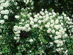     
: DSC04255.jpg
: 7
:	282.6 
ID:	4248633