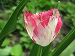     
: IMG_1179.jpg
: 4
:	36.5 
ID:	4255198