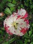     
: IMG_1177.jpg
: 5
:	42.7 
ID:	4255200