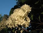     
: IMG_1217.jpg
: 8
:	41.5 
ID:	4255791