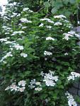     
: IMG_1233.jpg
: 7
:	55.3 
ID:	4255794