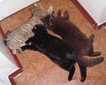     
: GabaGraceGerda.JPG
: 22
:	87.9 
ID:	4258127