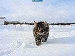     
: kotЭ.jpg
: 18
:	19.4 
ID:	4258259