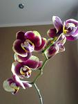     
: 11052012859.jpg
: 43
:	63.6 
ID:	4258843