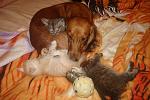     
: С рыжей няней.jpg
: 33
:	124.4 
ID:	4259335