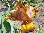     
: S4025605.jpg
: 8
:	192.8 
ID:	4268444