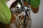     
: IMG_5474.jpg
: 31
:	80.3 
ID:	4279910